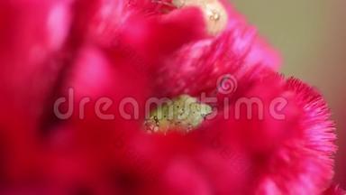 红色天鹅绒花里的小臭马丁昆虫，特写镜头。 青，俗称羽毛鸡冠或银冠